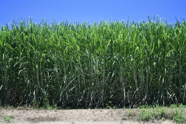 Sugarcane_field_in_Queensland,_Australia_3